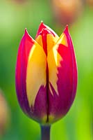 Tulipa 'helmar' 3