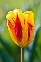 Tulipa 'helmar' 3
