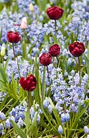 Hyacinthus orientalis 'festival bleu', muscari aucheri 'magie de l'océan' et tulipa 'oncle tom' en parterre de printemps mixte