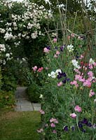 Rangée de couleurs mélangées Lathyrus odoratus - Sweet Peas - dans un jardin rustique avec vue lointaine à travers la tonnelle rose - Open Gardens Day 2013, Brundish, Suffolk