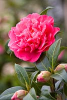 Camellia williamsii 'Anticipation'