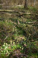 Oxlips, chélidoine et anémones des bois poussant dans une zone de taillis de Hayley Wood, Cambridgeshire. Primula elatior