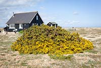 Ulex europaeus. Ajonc de plus en plus à Dungeness, Kent.