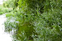 Veronica anagallis - aquatica par un ruisseau - Water Speedwell.