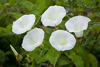 Calystegia sepium - Liseron des haies