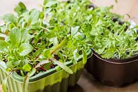 Croissance développement de Baby Leaf Salad et Mizuna.