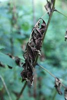Chalara fraxinus - Le dépérissement des cendres bouchent les feuilles infectées