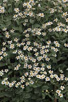 Tanacetum balsamita var tomentosum - Camphre en fleur
