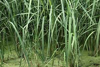 Oryza sativa - Les plants de riz poussent dans l'eau