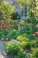 Jardin de ville formel au printemps avec coing, roses dressées sur des arches, bordures de boîte et tulipes.