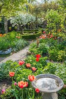 Jardin de ville formel au printemps avec cerise griotte, roses dressées sur des arches, bordure de boîte et tulipes. Bain d'oiseaux reflétant les nuages.