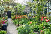 Jardin de ville formel au printemps. Voir le long du chemin avec des roses formées sur des arches, des bordures de boîte, de l'azalée en pot et des tulipes.