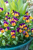 Viola cornuta 'Sorbet Orange Duet' en pot émaillé