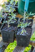 Arrosage des plants de tomates 'Tigerella'.