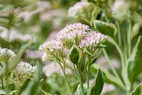 Sedum erythrostictum 'Frosty Morn'