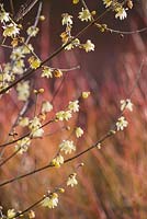 Chimonanthus praecox 'Maruyama '. Sir Harold Hillier Gardens, Ampfield, Romsey, Hants, Royaume-Uni