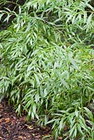 Sarcococca saligna. Jardins Sir Harold Hillier, Ampfield, Romsey, Hants, UK