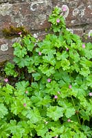 Geranium lucidum - Shining Cranesbill (Crane ' s-bill).