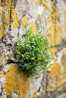 Asplenium ruta-muraria - Wall Rue (famille Spleenwort) poussant dans les fissures d'un mur de pierre. Mauerraute, Mauerstreifenfarn.