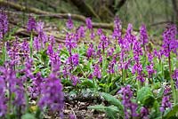 Orchis mascula - Early Purple Orchid poussant dans une forêt à Kingcombe, Dorset.