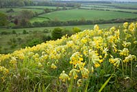 Cowslips poussant sur une colline dans le Hampshire. Primula veris