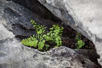Adiantum capillus-veneris - fougère maidenhair poussant parmi les rochers de la chaussée calcaire au Burren, Irlande.