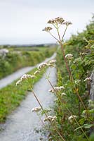 Valeriana officinalis - Valériane commune poussant à côté d'une ruelle dans le Burren, en Irlande.