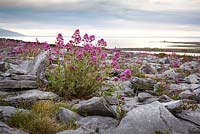 Centranthus ruber - Valériane rouge poussant parmi les rochers de la chaussée de calcaire au Burren, Irlande.