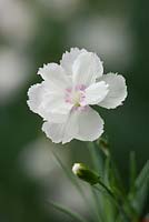 Dianthus 'Glebe Cottage White '. Pinks