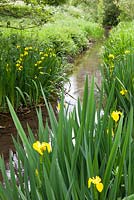 Iris pseudacorus - Yellow Flag Iris poussant dans une zone humide près d'un ruisseau.