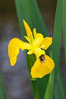 Iris pseudacorus - Iris drapeau jaune avec abeille.
