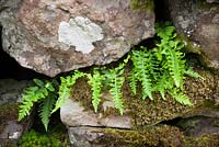 Polypodium vulgare - fougère Polypody poussant dans les fissures d'un mur de pierre sèche.