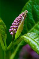 Phytolacca americana - Pokeweeds, fleur et jeune feuillage