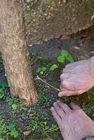 Jardinier enlevant des drageons d'un buisson de lilas - Syringa vulgaris