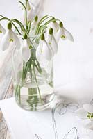 Galanthus - Perce-neige affiché dans un bocal en verre