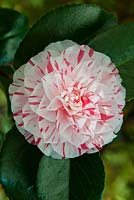 Camellia japonica 'Lavinia Maggi' printemps
