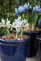 Iris reticulata 'Katharine Hodgkin' en pot bleu