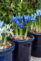 Iris reticulata 'Harmony' en pot bleu avec 'Katharine Hodgkin' et 'Cantab'