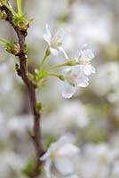 Prunus incisa 'Kojou-no-Mai'