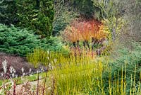 Le jardin d'hiver. Jardins botaniques de Cambridge. Tiges colorées de Cornus stolonifera 'Flaviramea' et Salix alba 'Britzensis' (syn. 'Chermesina ')