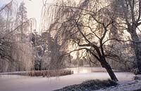 Scène d'hiver à travers l'étang. Saules pleureurs. Jardins botaniques de Cambridge
