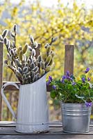 Arrangements floraux de printemps avec cruche de chatons et pot de violette de chien - Viola riviniana.