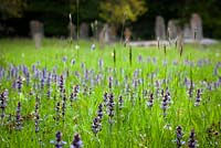 Ajuga reptans syn. Ajuga repens. De plus en plus clairon dans le cimetière d'Exbury.