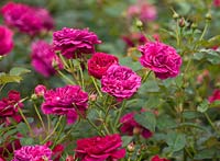 Rosa 'Darcey Bussell' (Ausdecorum) - David Austin English Rose, Double / Full bloom, parfumé