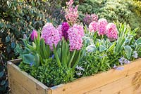 Hyacinthus orientalis 'Fondant', Hyacinthus 'Woodstock', Tulipa triomphe 'Negrita', Chionodoxa 'Pink Giant' et Myosotis - Forget me Not.