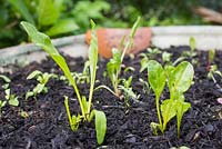 Croissance développement de Swiss Chard 'Five Color Silverbeet'