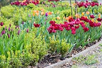 Jardin avant planté de Tulipa 'National Velvet', 'General de Wet' et 'Abba'