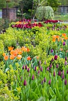 Jardin avant planté de Tulipa 'National Velvet', 'General de Wet' et 'Abba'