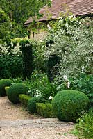 Le jardin de devant - chemin de gravier - balles en buis, haie de buis et if - Taxus baccata 'Fastigiata'