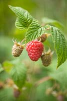 Rubus idaeus - Framboise 'Glen Ample'